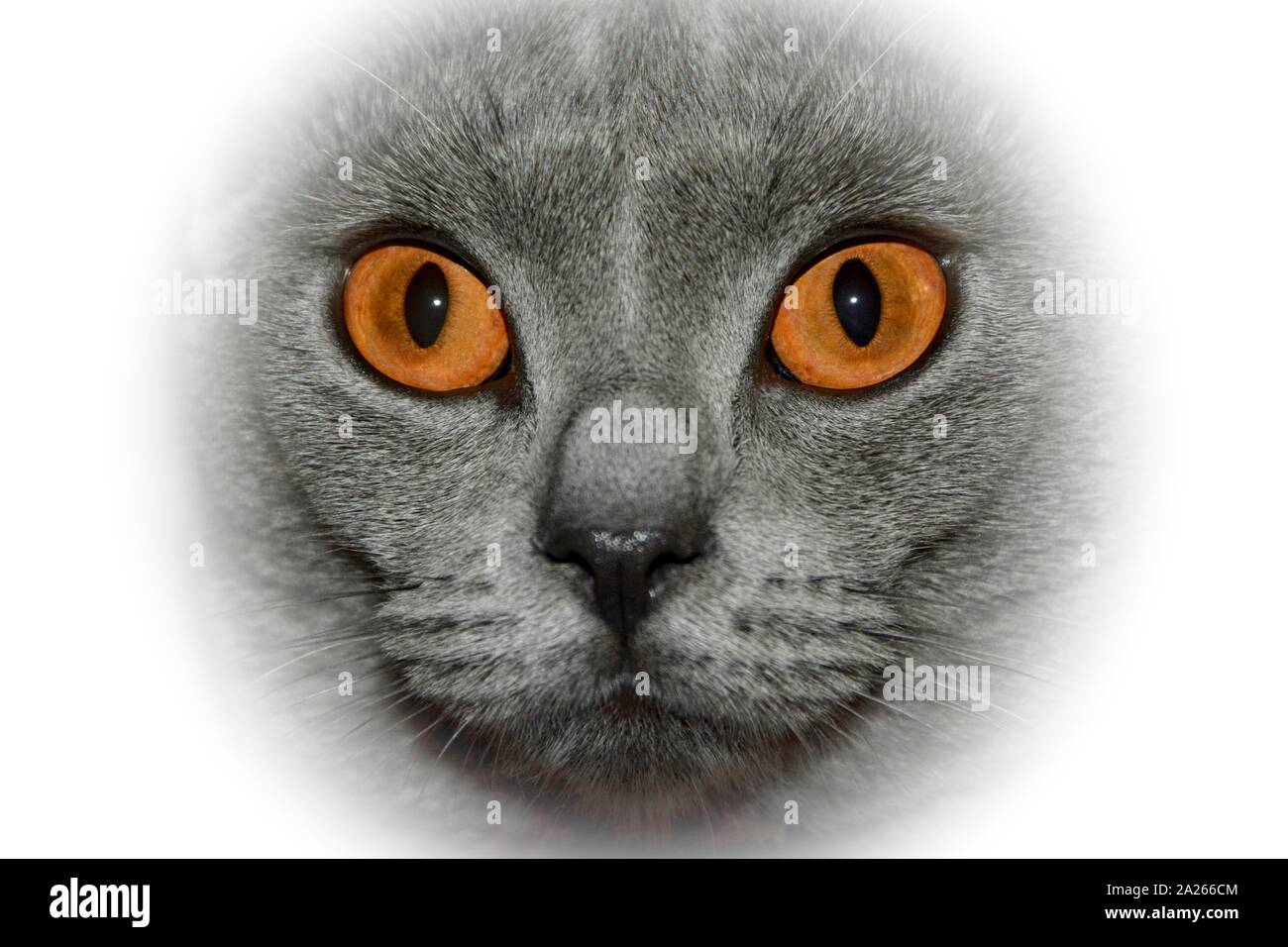 Chartreux con ojos ambarinos fotografías e imágenes de alta resolución -  Alamy