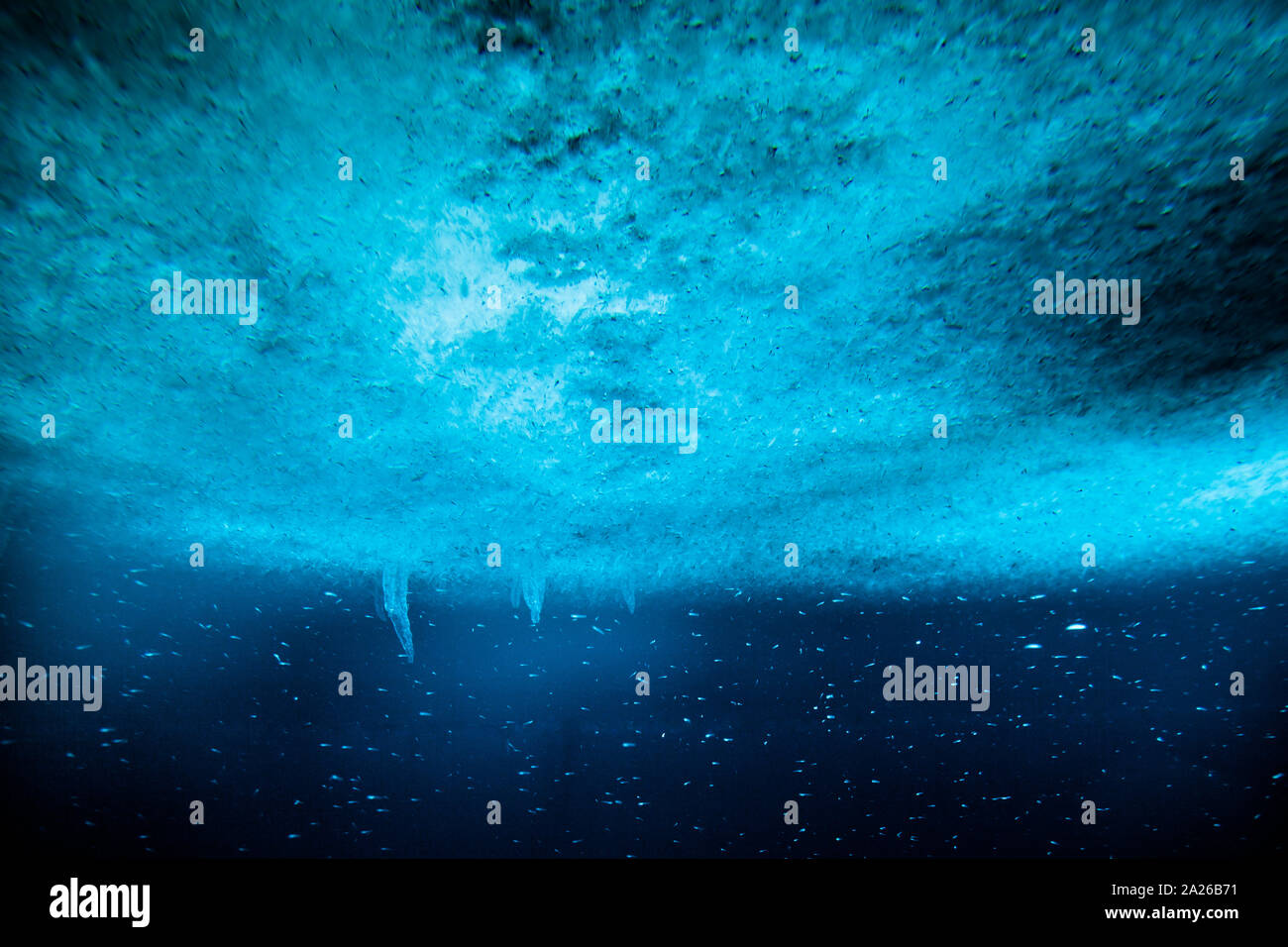 La vida bajo el hielo del mar. Krill y otras formas de vida marina florecen bajo el hielo, rica en oxígeno que también ofrece cierta protección. McMurdo Sound, en la Antártida. Foto de stock