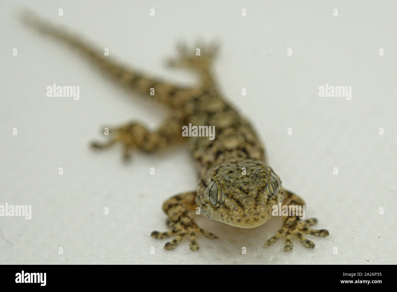 La cara y los ojos de reptiles Gecko detalles macro, una piel de animal y el fondo desenfocado Foto de stock