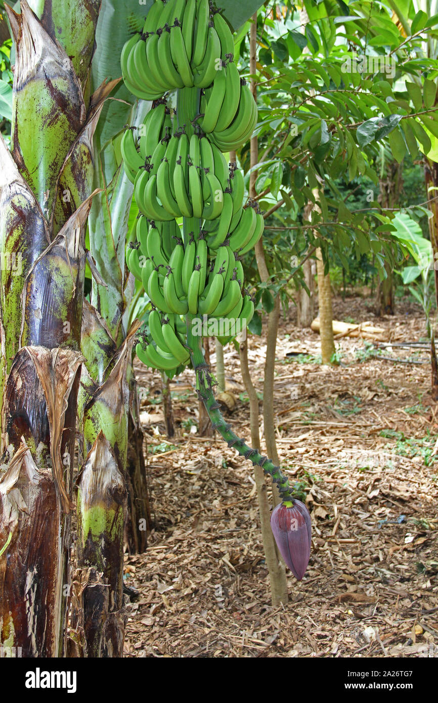 Montón de plátanos en árbol en las plantaciones de especias, granja, Unguja, la isla de Zanzíbar, Tanzania. Foto de stock