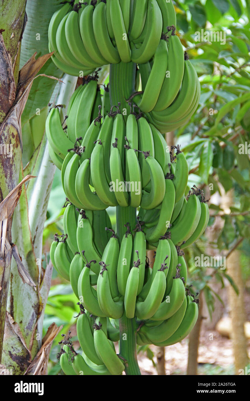 Montón de plátanos en árbol en las plantaciones de especias, granja, Unguja, la isla de Zanzíbar, Tanzania. Foto de stock