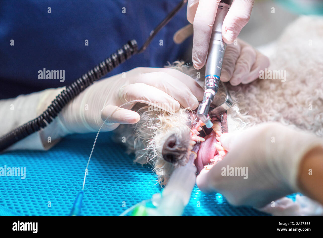 Odontología veterinaria. Cirujano dentista veterinario trata y elimina los dientes de un perro bajo anestesia general en el quirófano de una clínica veterinaria. Saneamiento de la cavidad oral en perros de cerca Foto de stock