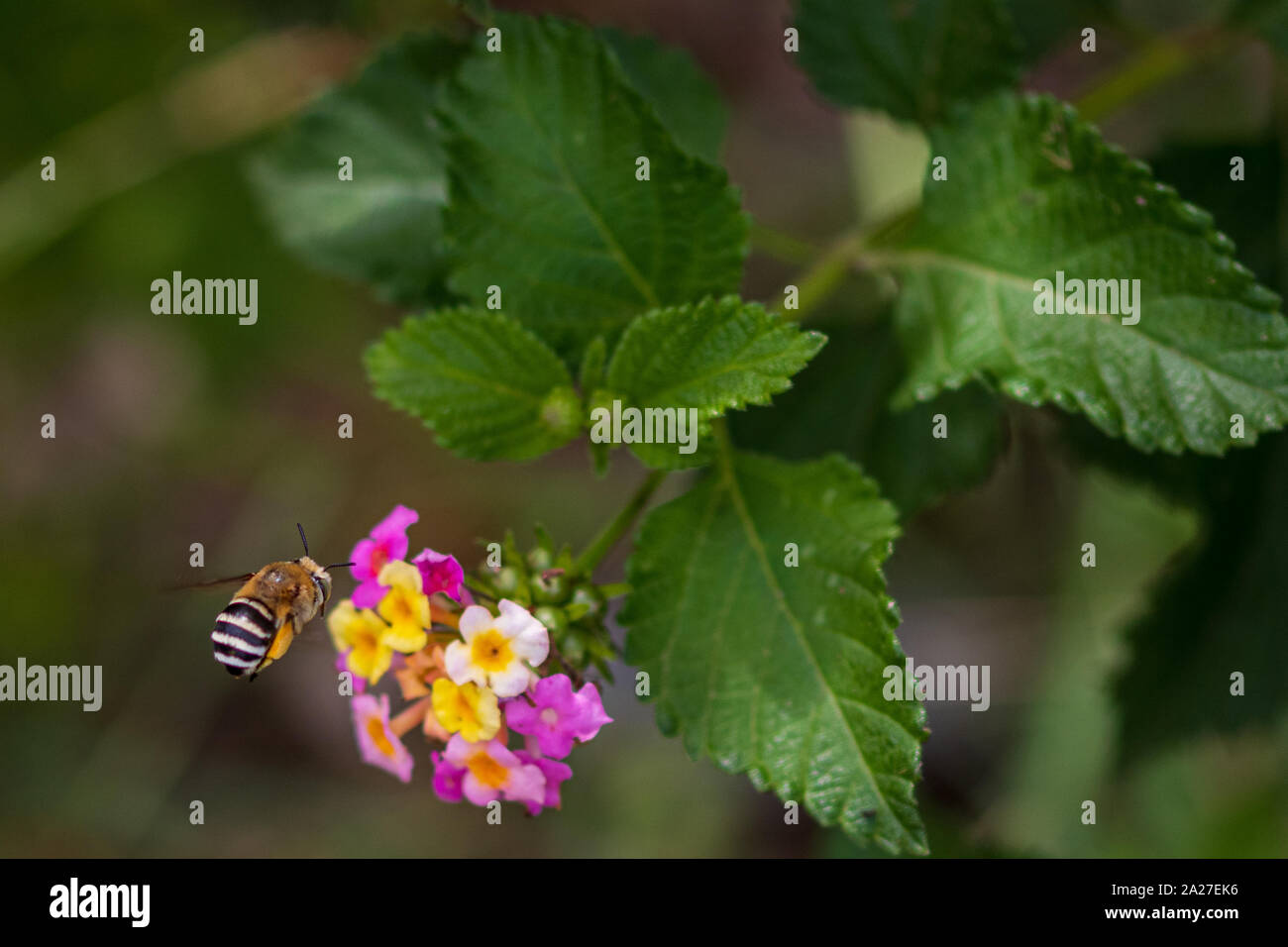 Amegilla quadrifasciata, abeja de cuatro rayas Digger en una flor de Lantana Foto de stock