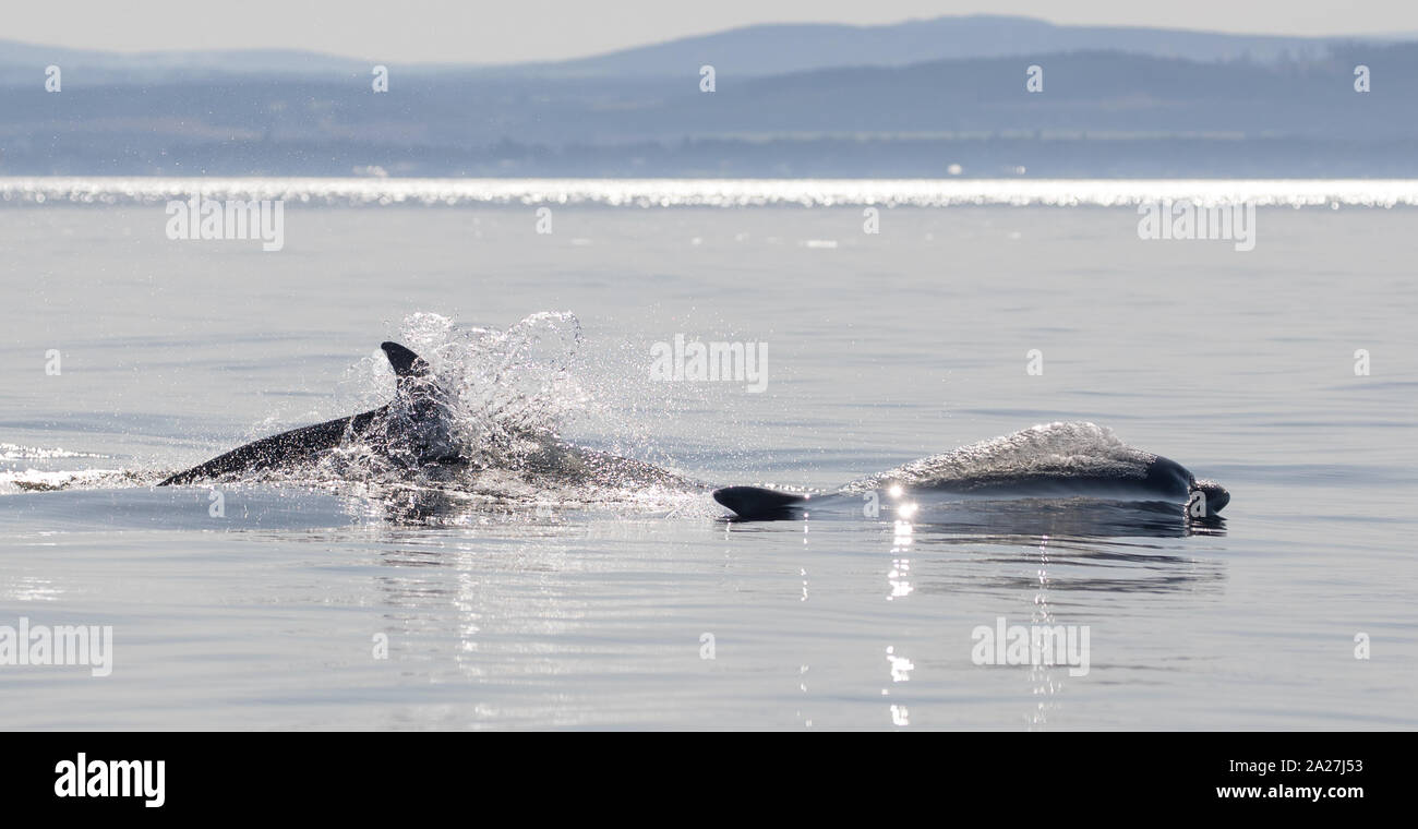 Los delfines mulares | & Cromarty Moray Firth 21.09.2019 Foto de stock