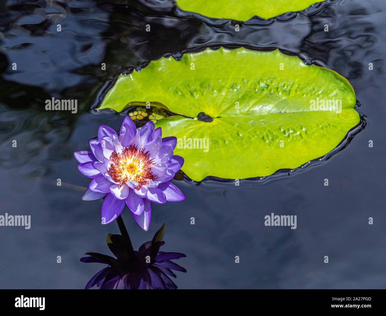 Familia de lirios de agua fotografías e imágenes de alta resolución - Alamy