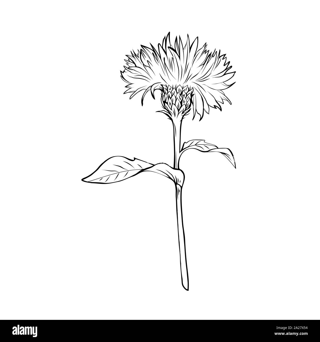 Cardo mariano (Silybum marianum), una planta medicinal con atractivas flores