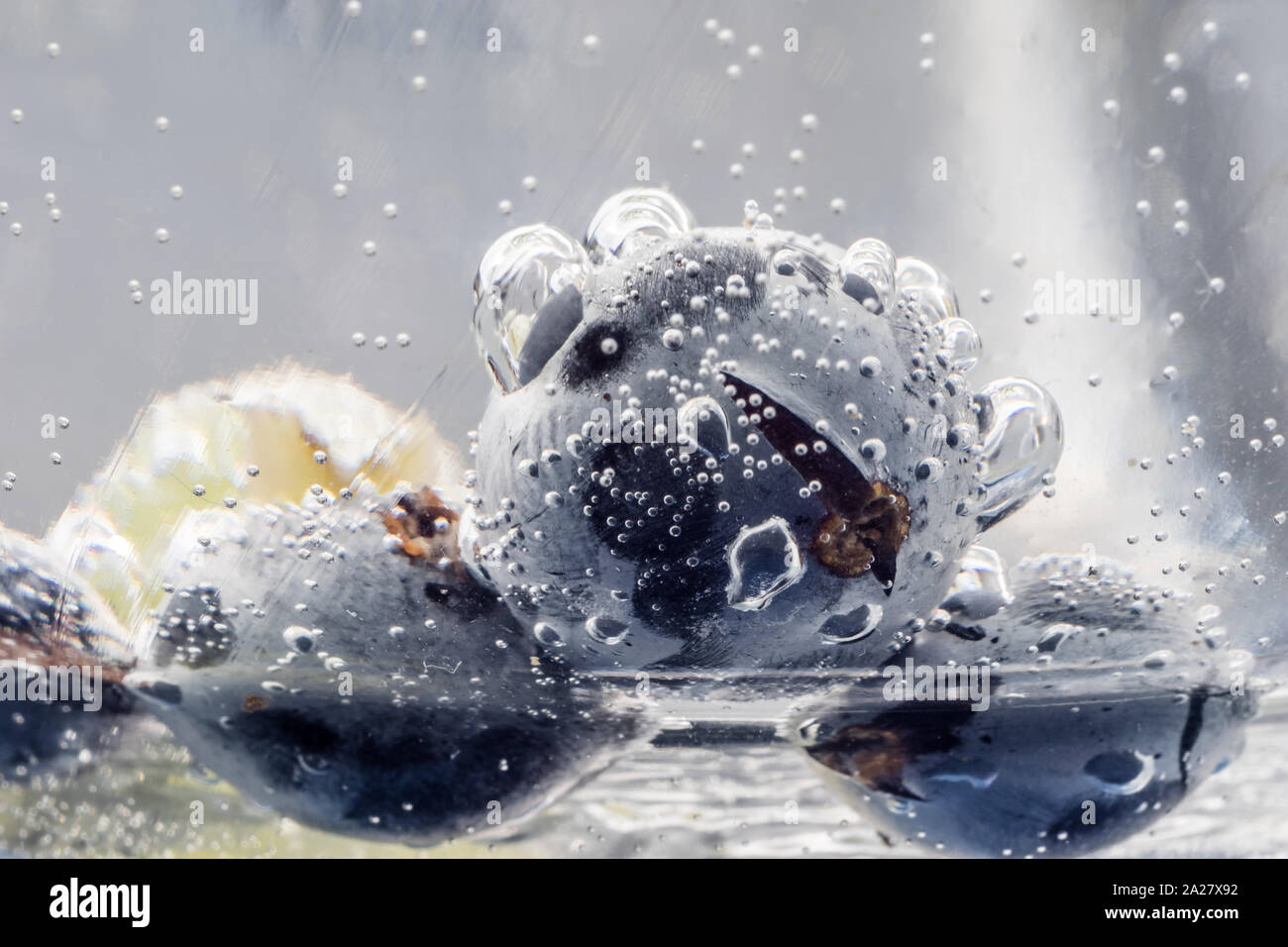 En der Wasserkaraffe Blaubeeren Foto de stock