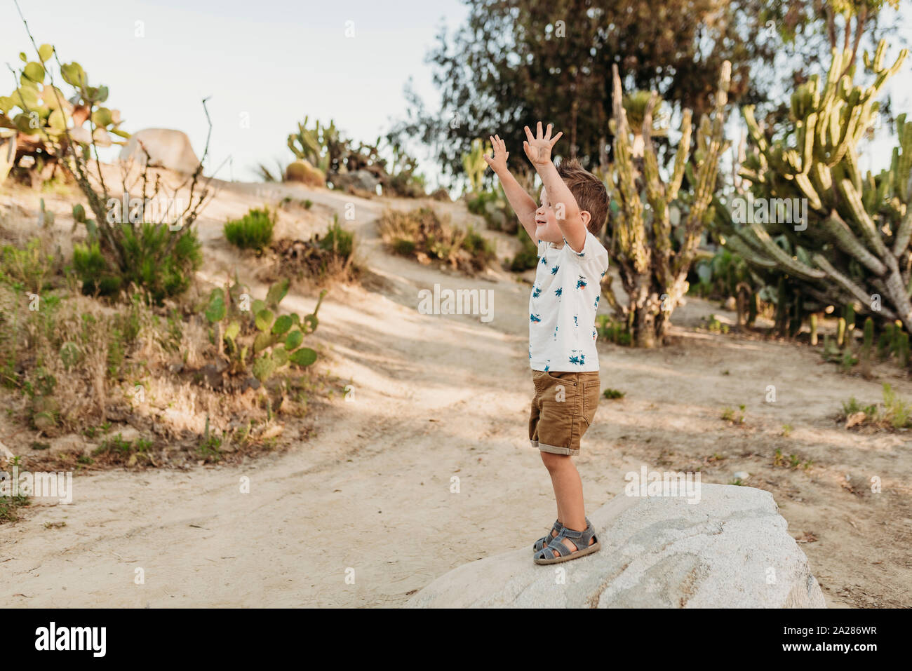 Niño de edad preescolar de pie sobre una roca en el jardín de cactus con los brazos levantados Foto de stock
