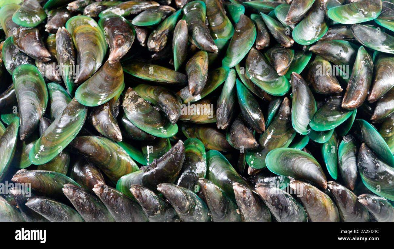 Mejillones frescos y nutritivos