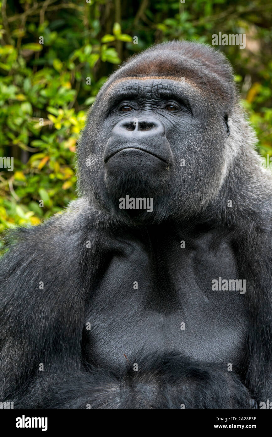 Gorila de las tierras bajas occidentales (Gorilla gorilla gorilla) macho silverback nativas de bosque tropical en África Central Foto de stock