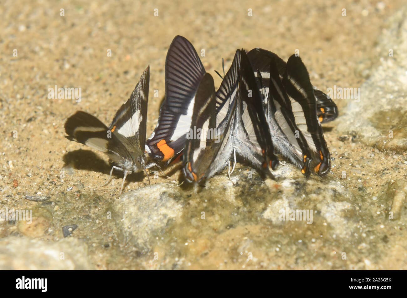 Lorena Perrhybris mariposas, Parque Nacional Podocarpus, Zamora, Ecuador Foto de stock