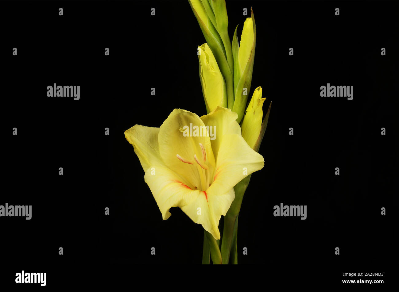 Flor amarilla de gladiolos fotografías e imágenes de alta resolución - Alamy