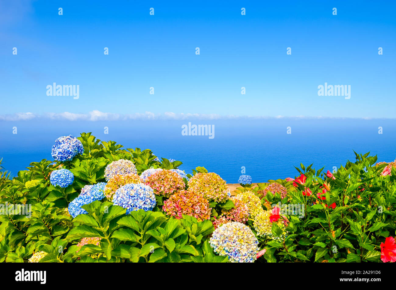 Flores tipicas en azores fotografías e imágenes de alta resolución Alamy