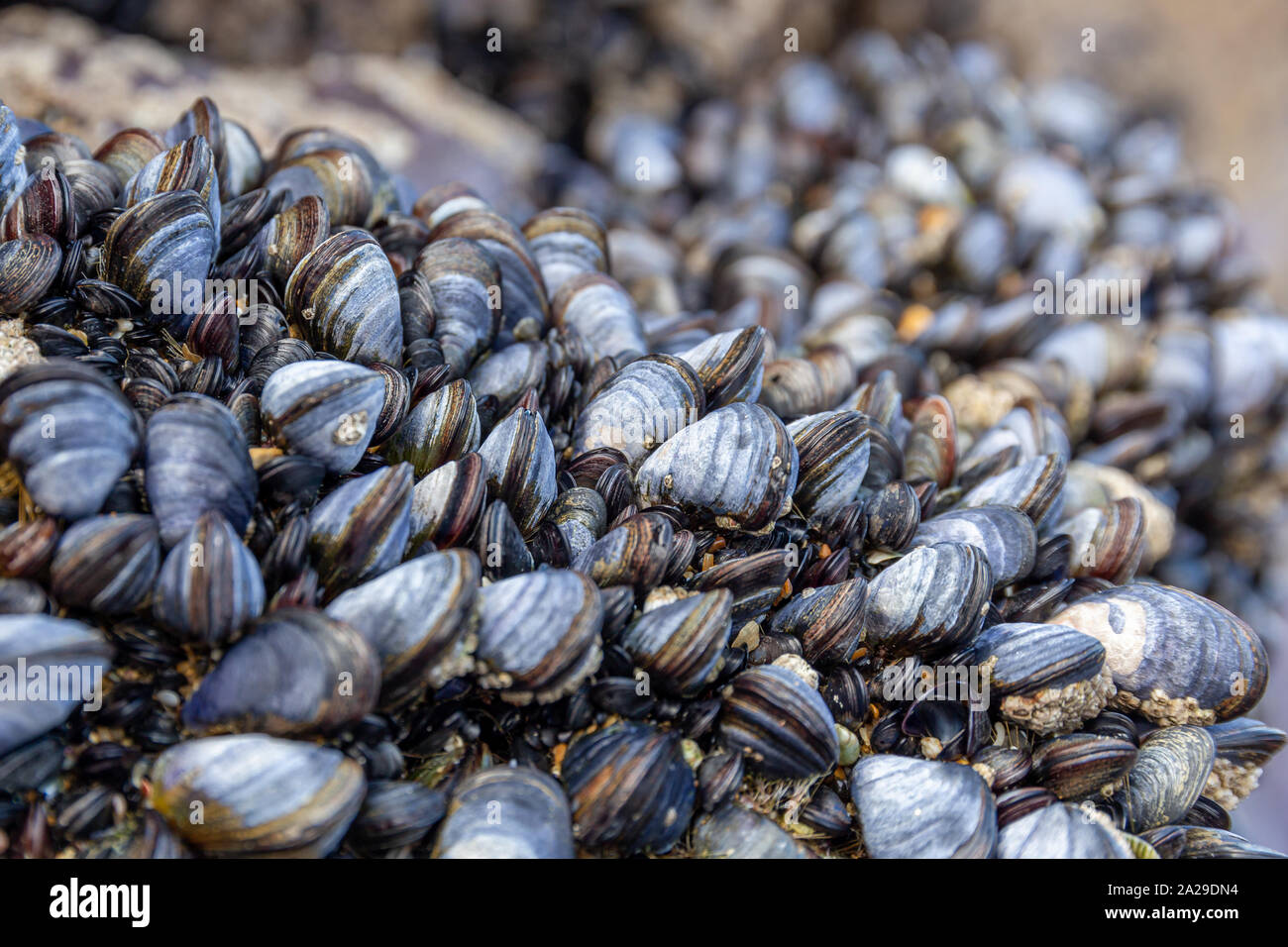 El mejillón salvaje, Mytilus edulis, crece en las rocas de la zona intermareal en Cornualles, Reino Unido Foto de stock