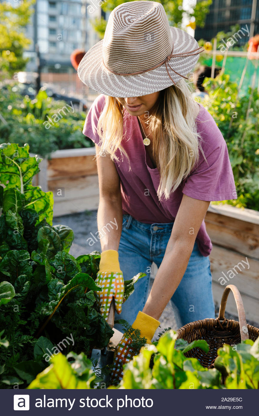 Mujer joven en el sombrero para el sol tiende a plantas de jardín comunitario Foto de stock