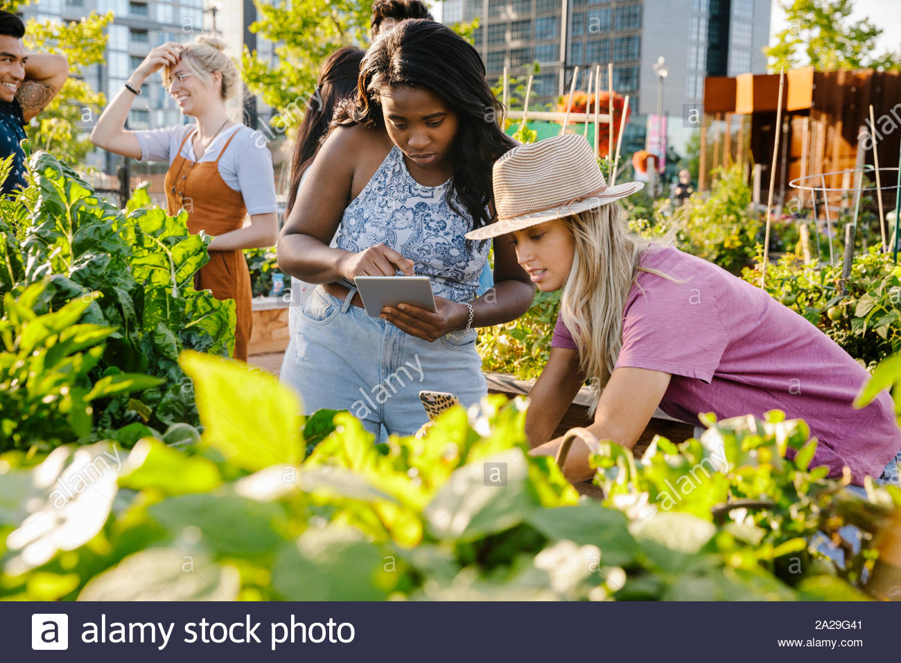 Las mujeres jóvenes amigos con tableta digital en la soleada, jardín comunitario urbano Foto de stock