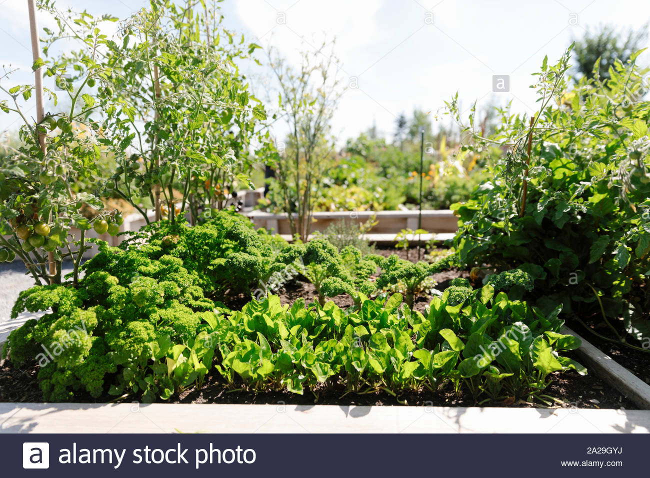 Hortaliza verde de las plantas que crecen en el soleado jardín de comunidad Foto de stock