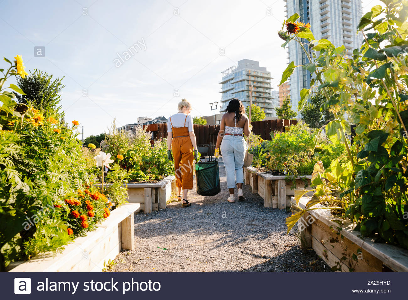 Las mujeres jóvenes en la soleada, jardín comunitario urbano Foto de stock
