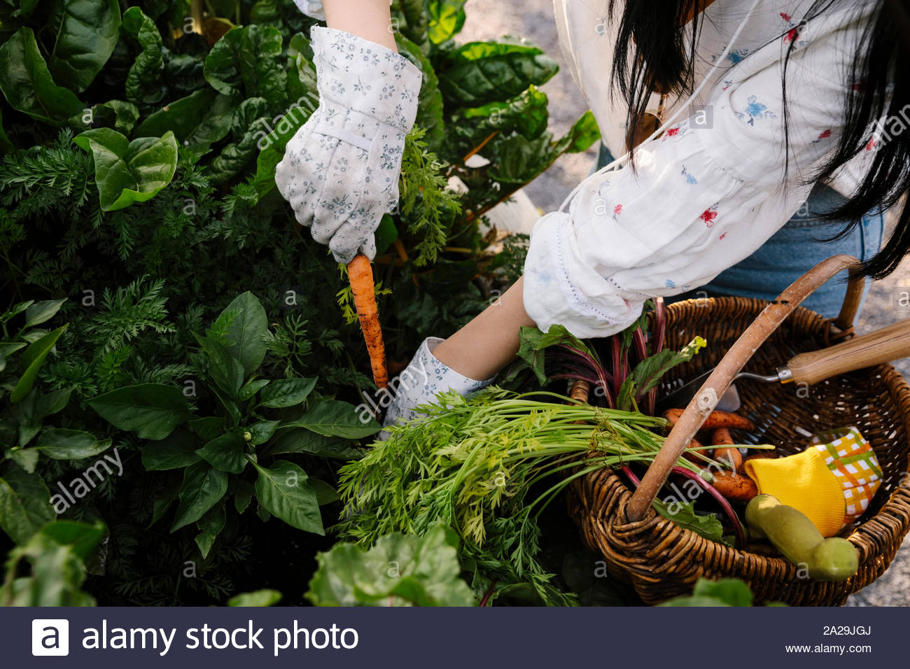 Mujer joven cosechar zanahorias frescas en el jardín Foto de stock