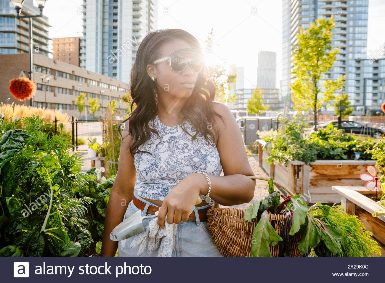 Retrato seguro joven cosechando verduras frescas en la soleada, jardín comunitario urbano Foto de stock