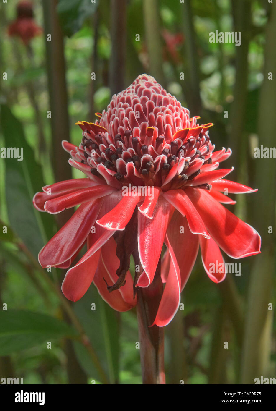 Hermoso color rojo antorcha jengibre (Etlingera elatior) Flor, Parque Nacional Podocarpus, Zamora, Ecuador Foto de stock
