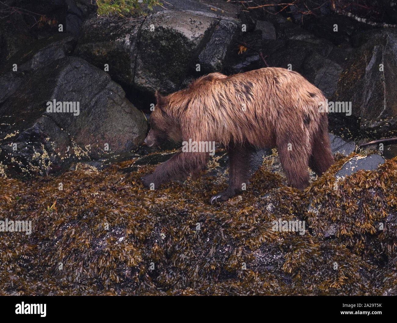 El oso grizzly (Ursus arctos) en busca de alimento en una orilla rocosa en la marea baja. Utiliza sus largas garras para cavar y girar sobre rocas y sus dientes para raspar s Foto de stock