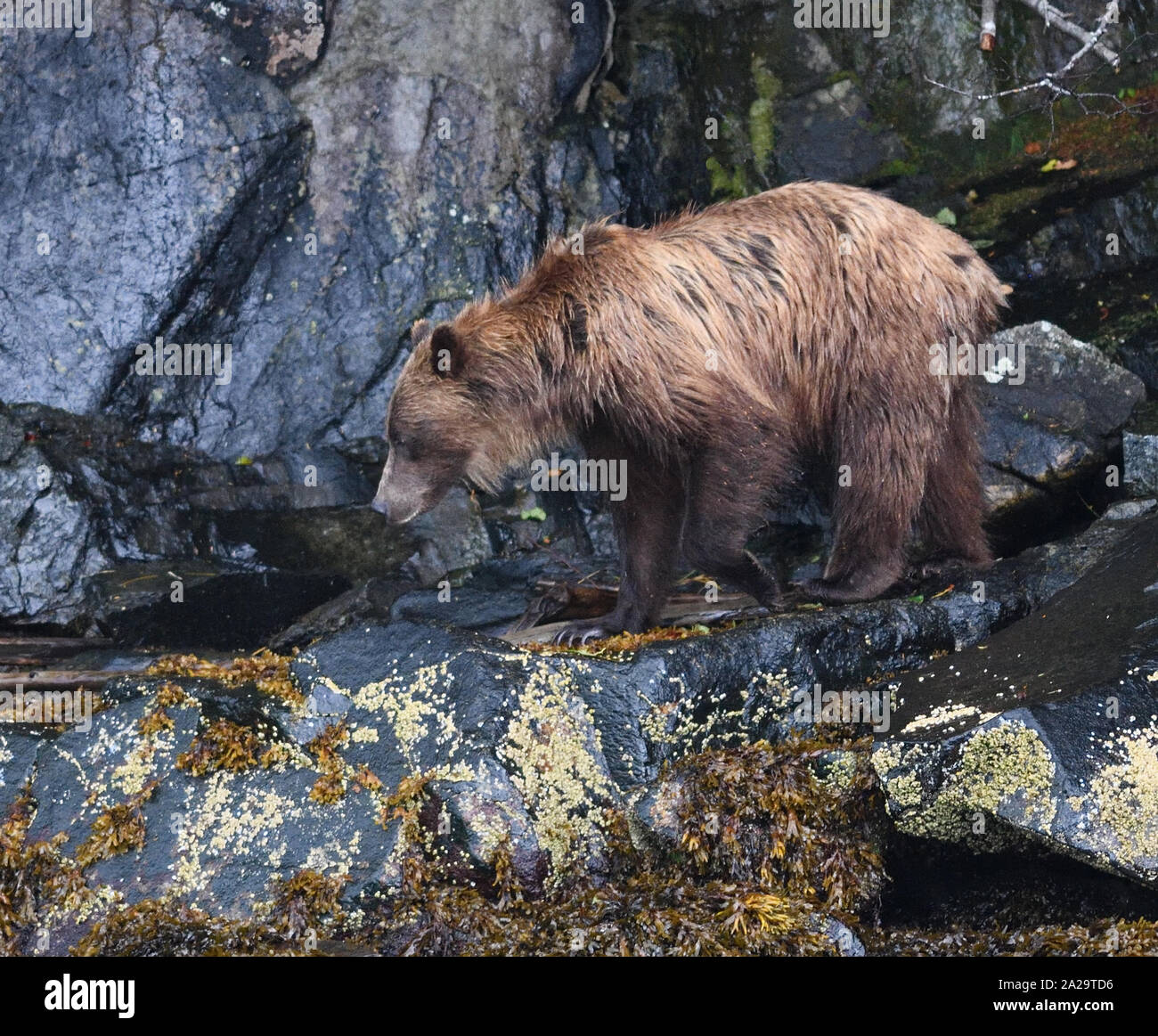 El oso grizzly (Ursus arctos) en busca de alimento en una orilla rocosa en la marea baja. Utiliza sus largas garras para cavar y girar sobre rocas y sus dientes para raspar s Foto de stock