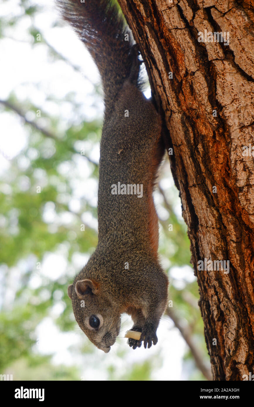 Las ardillas comen alimentos en el árbol Fotografía de stock - Alamy