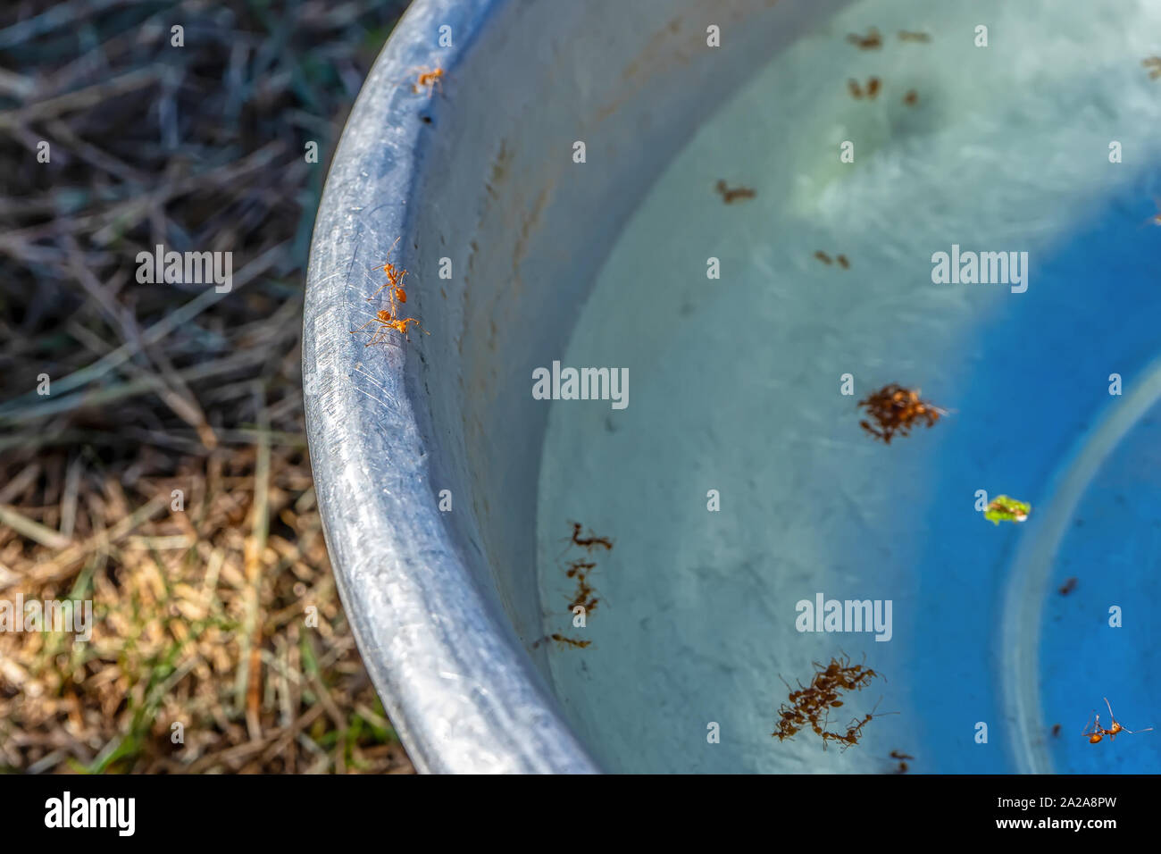Algunas hormigas caminando sobre el borde de la bañera y un montón de  hormigas son muerta en la bañera Fotografía de stock - Alamy