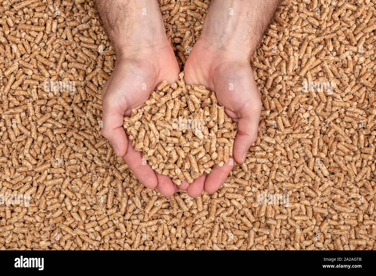 Detalle de las manos mostrando pellets de madera. El concepto de biomasa y combustibles alternativos. Foto de stock