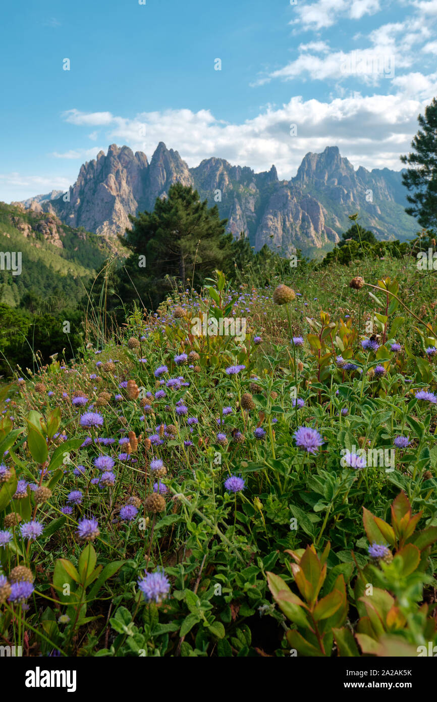 Flores silvestres y las Aiguilles de Bavella picos rocosos de granito rojo - Col de Bavella - paisaje de montaña del Parque Natural Regional de Córcega, Francia. Foto de stock