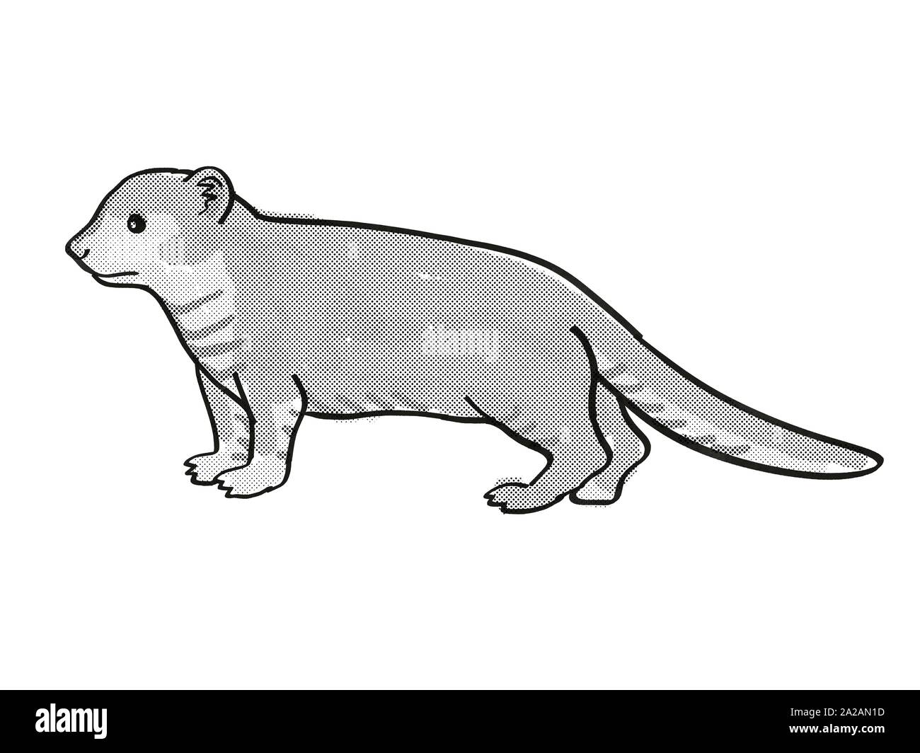 Especies de mangosta Imágenes recortadas de stock Alamy