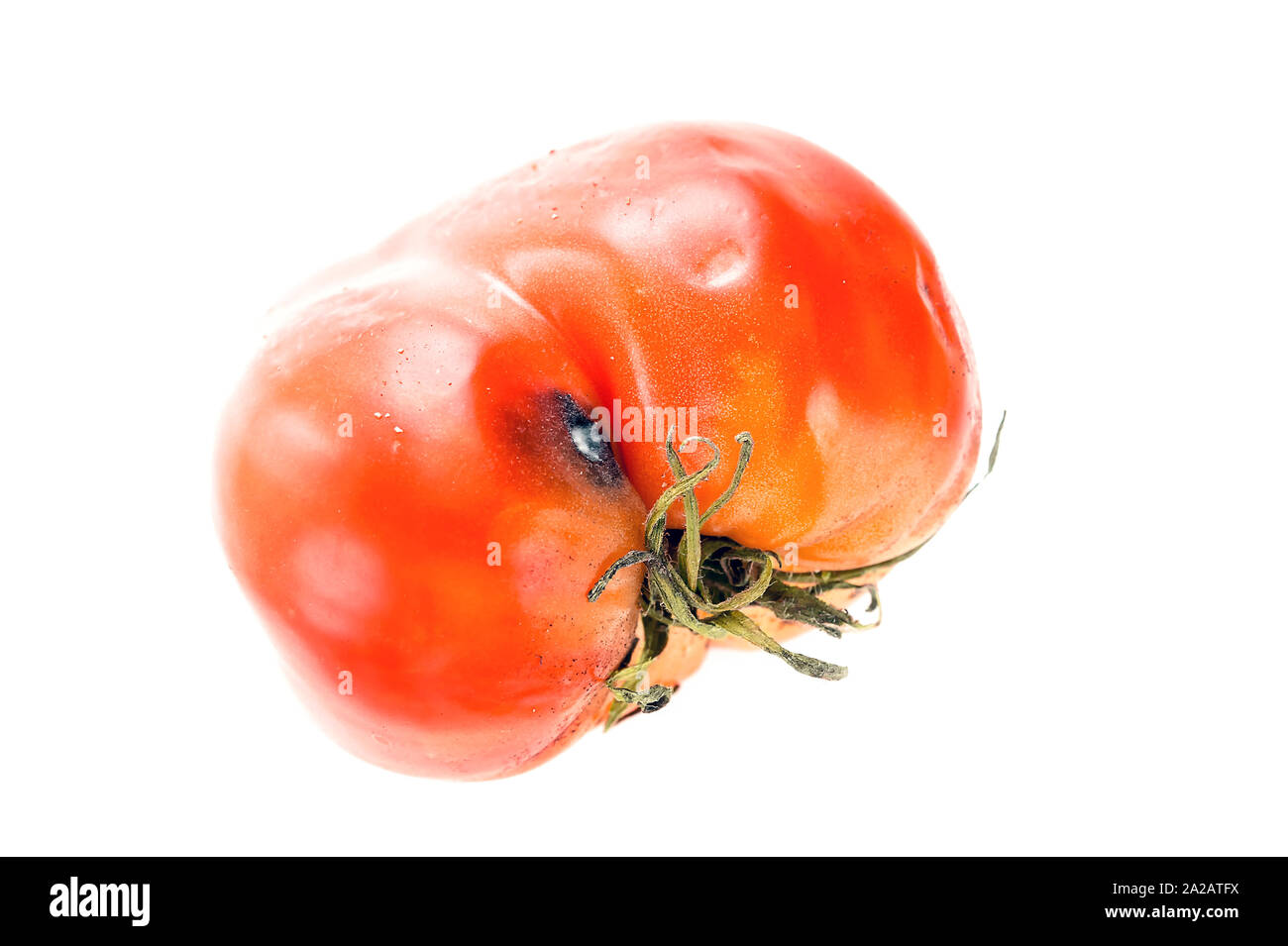 Podrido, mimado tomate con sépalos o cáliz, maduración desigual de molde y manchas en la piel aislado sobre fondo blanco. Foto de stock