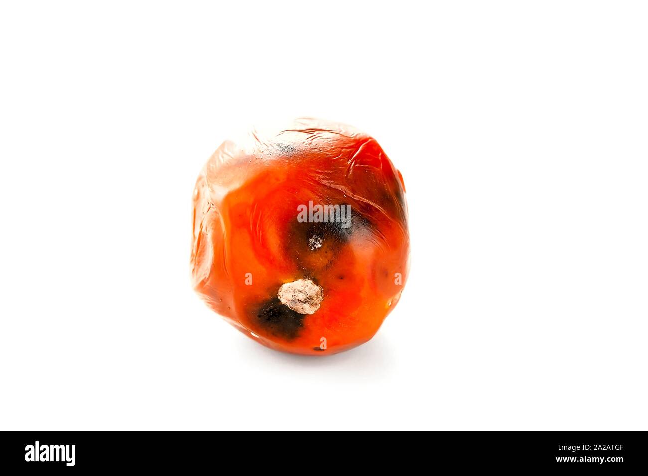 Podrido, mimado tomate con manchas en la piel del molde aislado sobre fondo blanco. Foto de stock