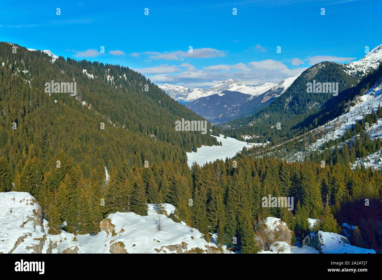Bosque de coníferas en Les Contamines-Montjoie valle. Alpes Franceses Foto de stock