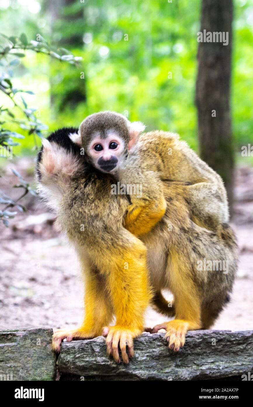 Bebe Mono Ardilla En La Espalda De Su Madre Fotografia De Stock Alamy Bebe Mono Ardilla En La Espalda De Su Madre Fotografia De Stock Alamy