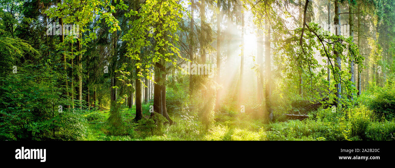 Wald Panorama bei Sonnenaufgang Foto de stock