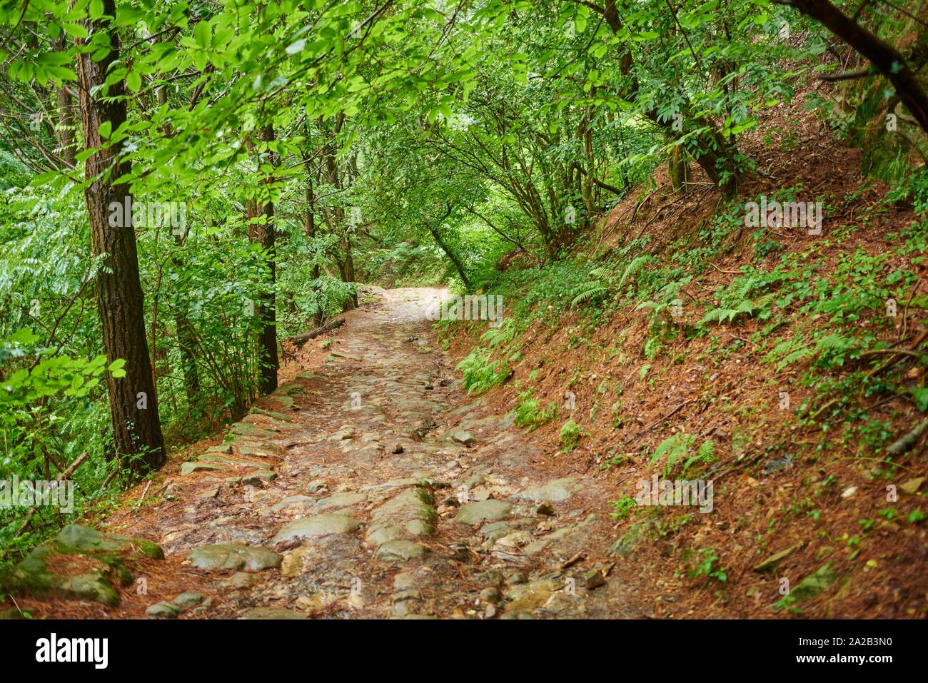 De camino a pie atravesando el bosque desde Donostia San Sebastián a Orio  en el Camino del Norte, ruta costera, Camino de Santiago, Camino de  Santiago Fotografía de stock - Alamy