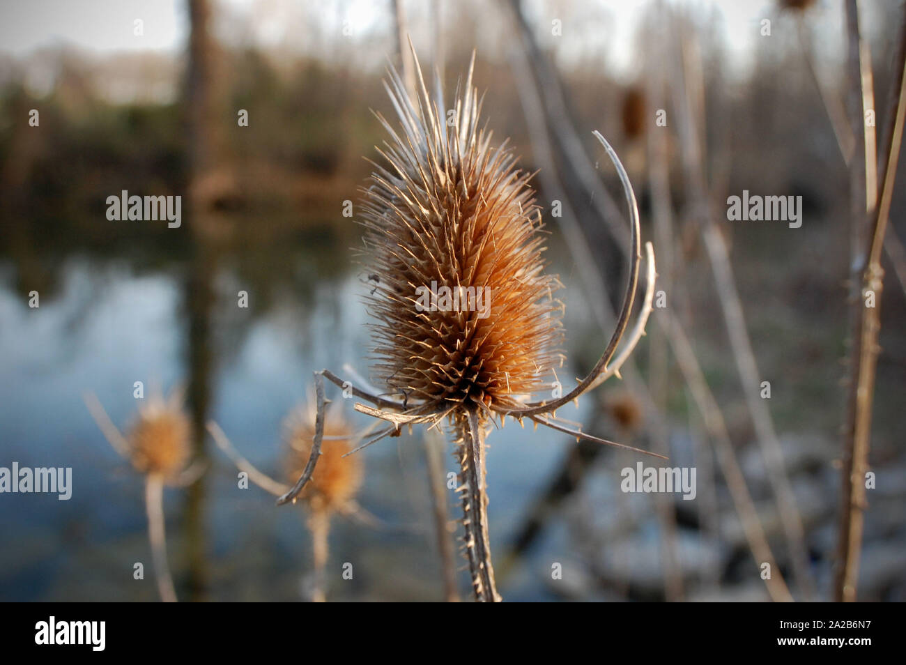 Primer plano de Teasel bordeando un estanque. Foto de stock
