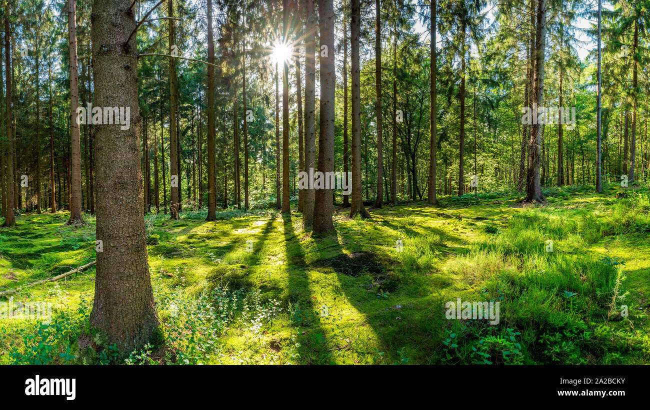 Sonne scheint durch Bäume auf Lichtung im Wald Foto de stock