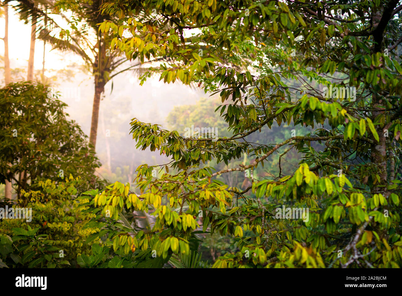 Los densos bosques tropicales al amanecer. Foto de stock