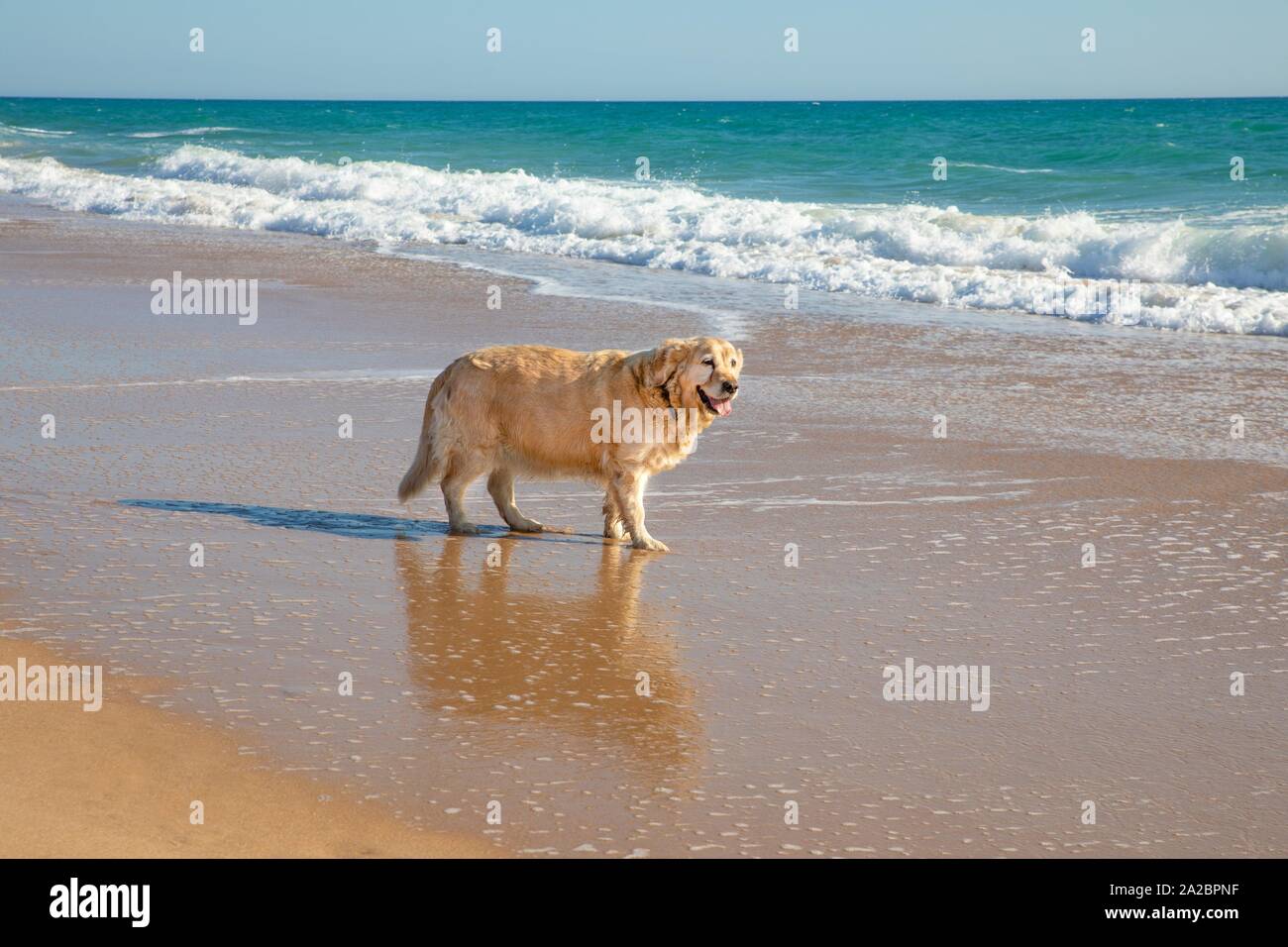 Golden retriever perro a la orilla de la playa mirando el agua del océano,  en la playa del Palmar, en Vejer, Cádiz, Andalucía, España Fotografía de  stock - Alamy