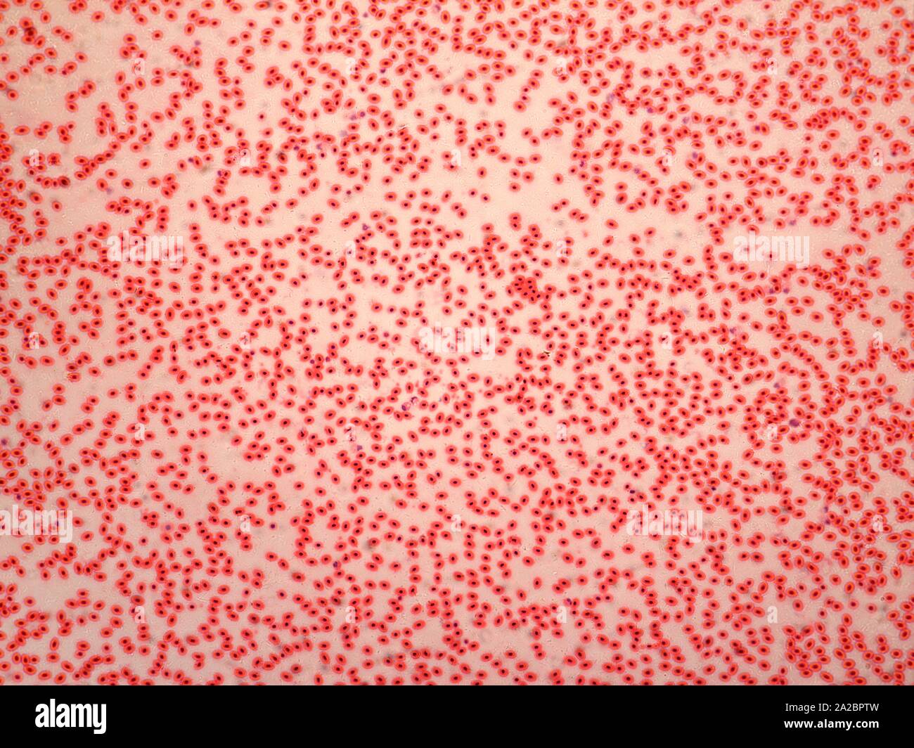 Tejido sanguineo de la rana fotografías e imágenes de alta resolución -  Alamy