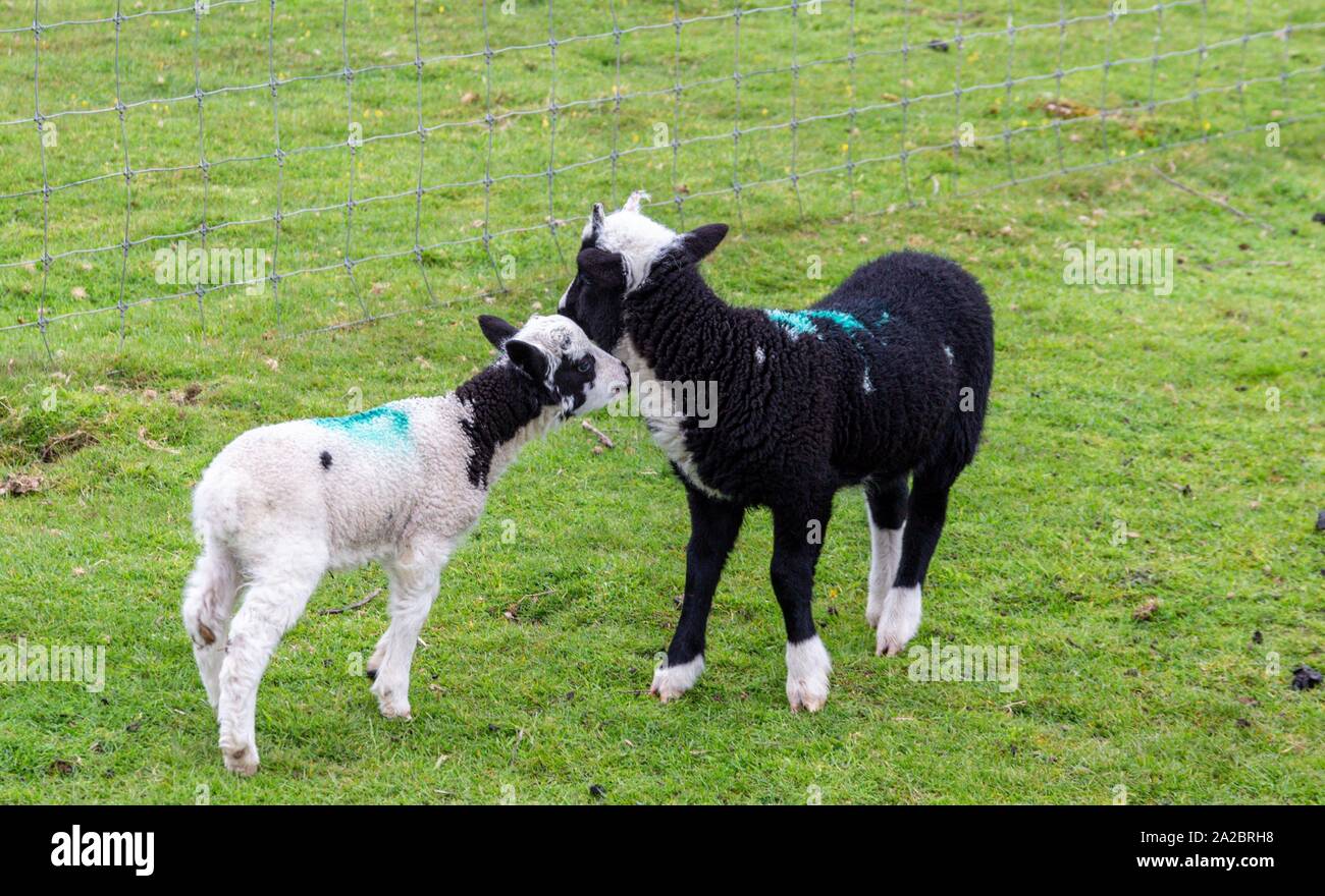 Dos cute corderos en un campo verde en una granja. Foto de stock