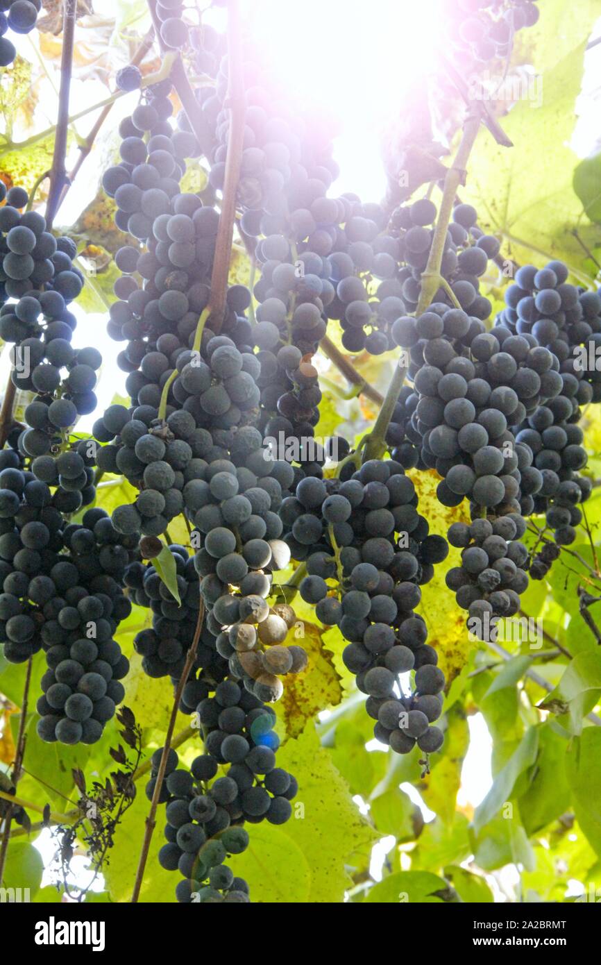 Grandes racimos de uvas maduras azul cuelgue. Rica cosecha de uvas colgantes desde arriba. Cosecha de uva madura azul. Foto de stock
