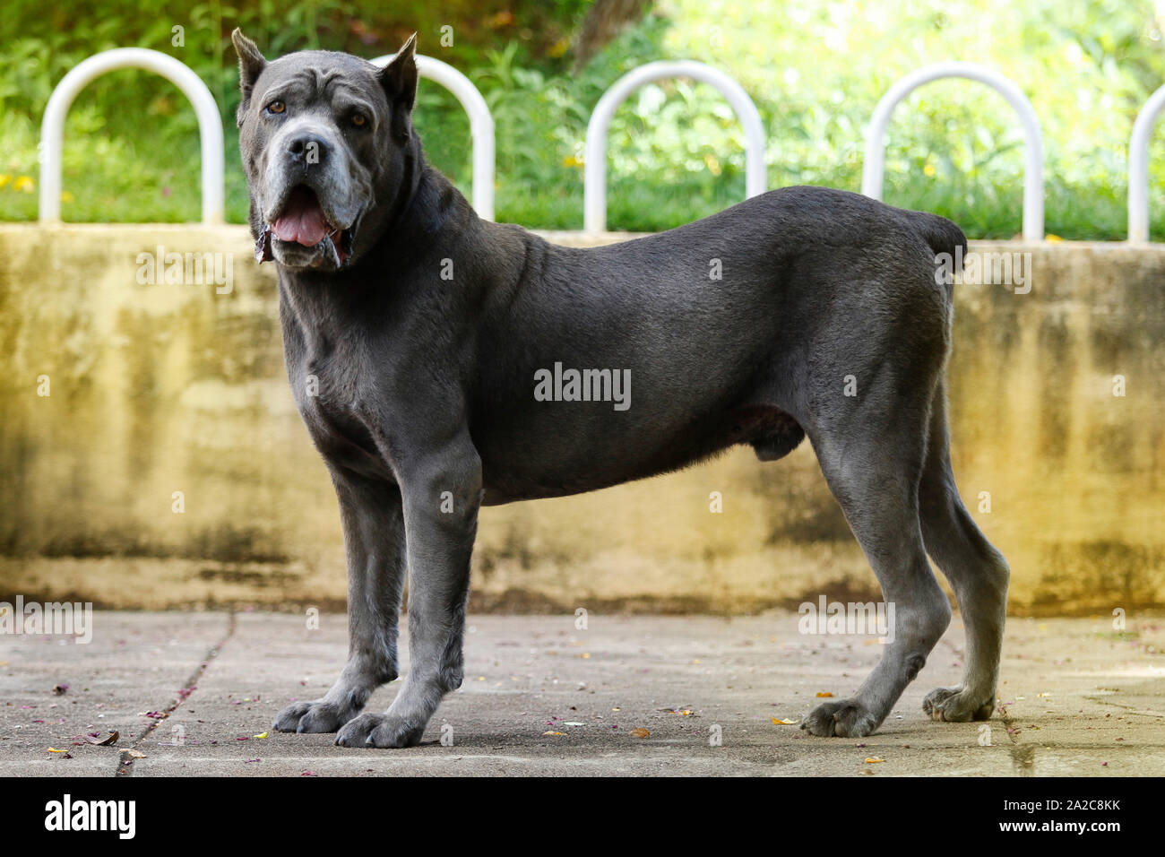 Perro de raza Corso la caña de edad adulta en pose arrogante Foto de stock