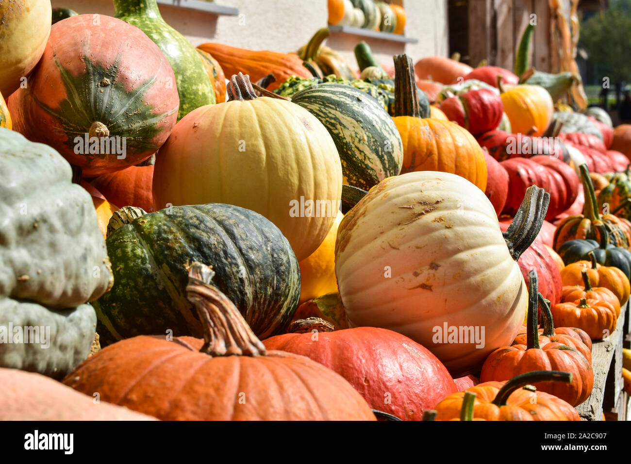 Calabazas decorativas multicolores en festival de otoño. Foto de stock