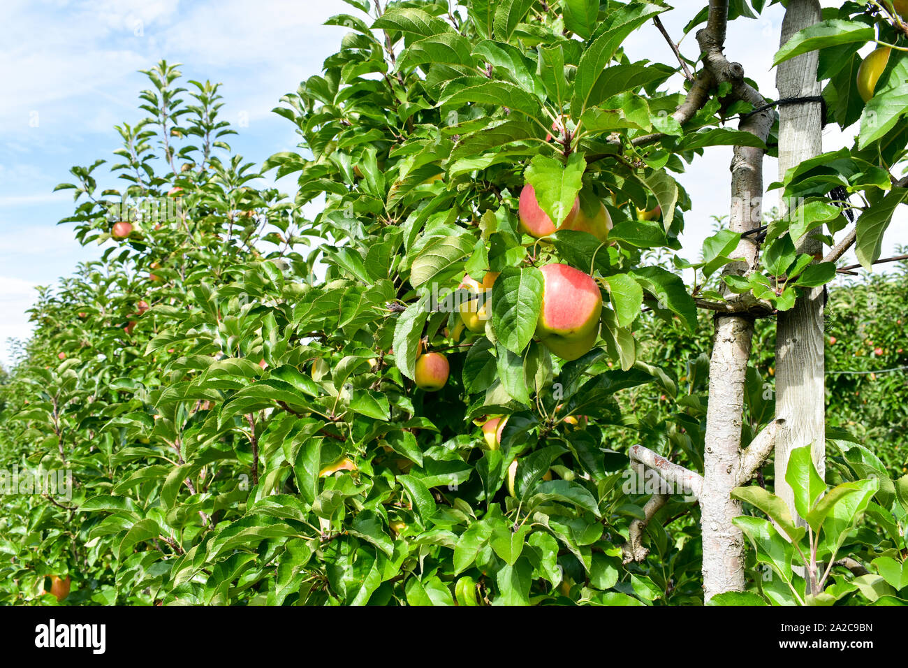 Manzanas maduras fresco sobre la rama de un árbol de manzanas en el jardín. Foto de stock