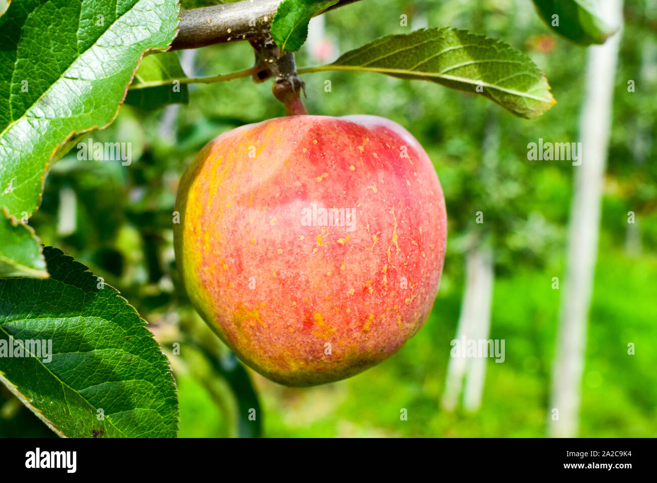 Manzanas maduras fresco sobre la rama de un árbol de manzanas en el jardín. Foto de stock