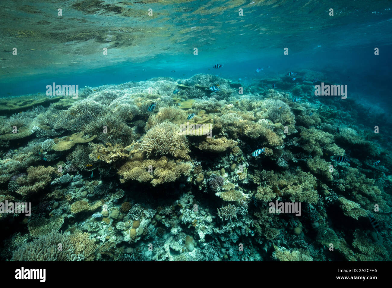 Split shot de arrecifes de coral del Mar Rojo Foto de stock